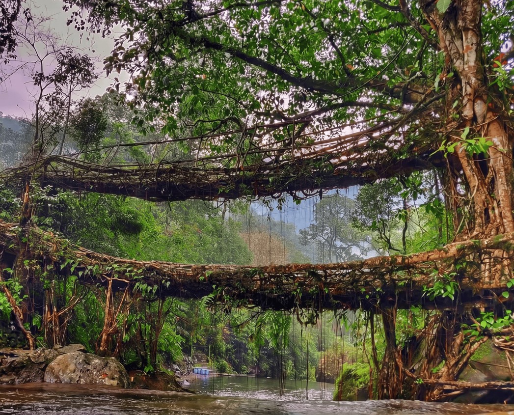 Nongriat Root Bridge